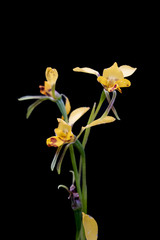Diuris nigromontana