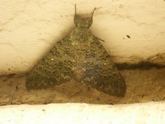 Manduca muscosa