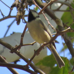 Baeolophus wollweberi