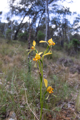 Diuris nigromontana