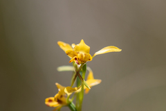 Diuris nigromontana