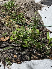 Sida cordifolia