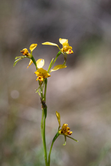 Diuris nigromontana