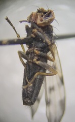 Melieria