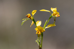 Diuris nigromontana