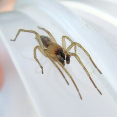 Clubionidae