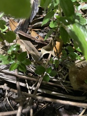 Sida cordifolia