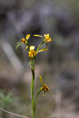 Diuris nigromontana