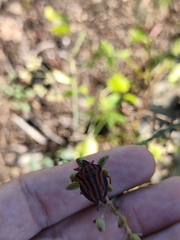 Graphosoma interruptum