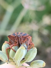 Graphosoma interruptum
