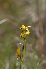 Diuris nigromontana