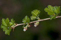 Ribes