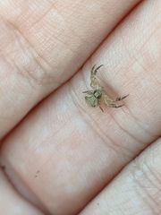 Xysticus verneaui