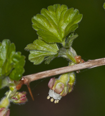 Ribes