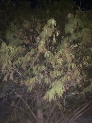 Cupressaceae