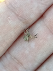Xysticus verneaui