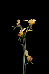 Diuris nigromontana