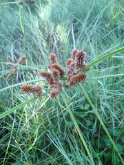 Cyperus ligularis