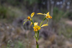 Diuris nigromontana