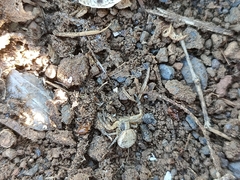 Xysticus verneaui