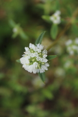 Spermacoce verticillata