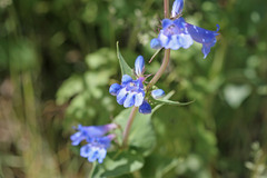 Penstemon cyananthus cyananthus
