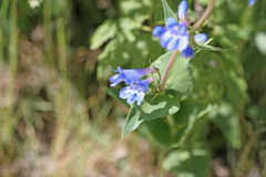 Penstemon cyananthus cyananthus
