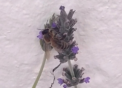 Apis mellifera