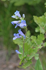 Penstemon cyananthus cyananthus