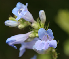 Penstemon cyananthus cyananthus