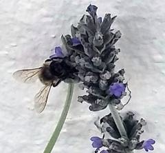 Apis mellifera