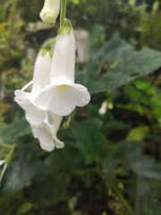 Smithiantha multiflora