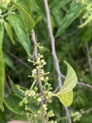 Trema tomentosa