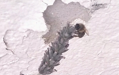 Apis mellifera