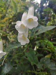 Smithiantha multiflora