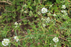 Spermacoce verticillata