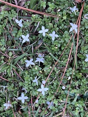Houstonia