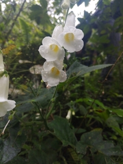 Smithiantha multiflora