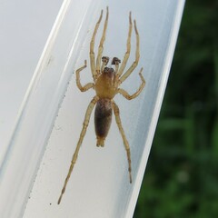 Clubionidae