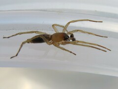 Clubionidae
