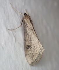 Evergestis isatidalis