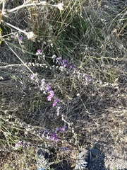 Cullen australasicum