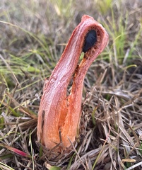 Clathrus columnatus