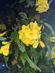 Tecoma stans
