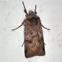 Cerastis faceta