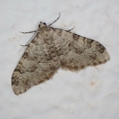 Nebula ibericata