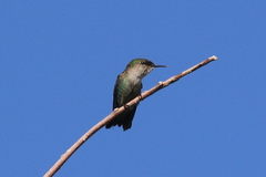 Mellisuga minima