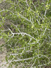 Schaefferia cuneifolia