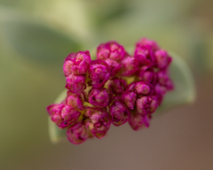 Cistanthe amarantoides
