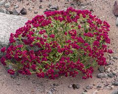Cistanthe amarantoides